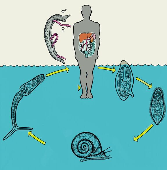 Diagrama ciclului de viață a schistosomului