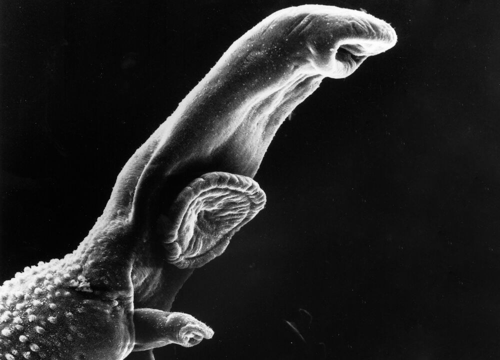 Schistosoma este un parazit al cărui ciclu de viață necesită o gazdă intermediară. 