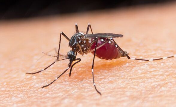 țânțarul este purtătorul protozoarilor și al malariei